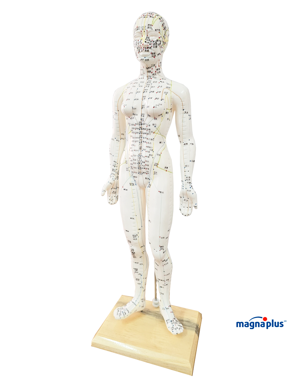 Modelos Anatómicos con puntos de acupuntura.