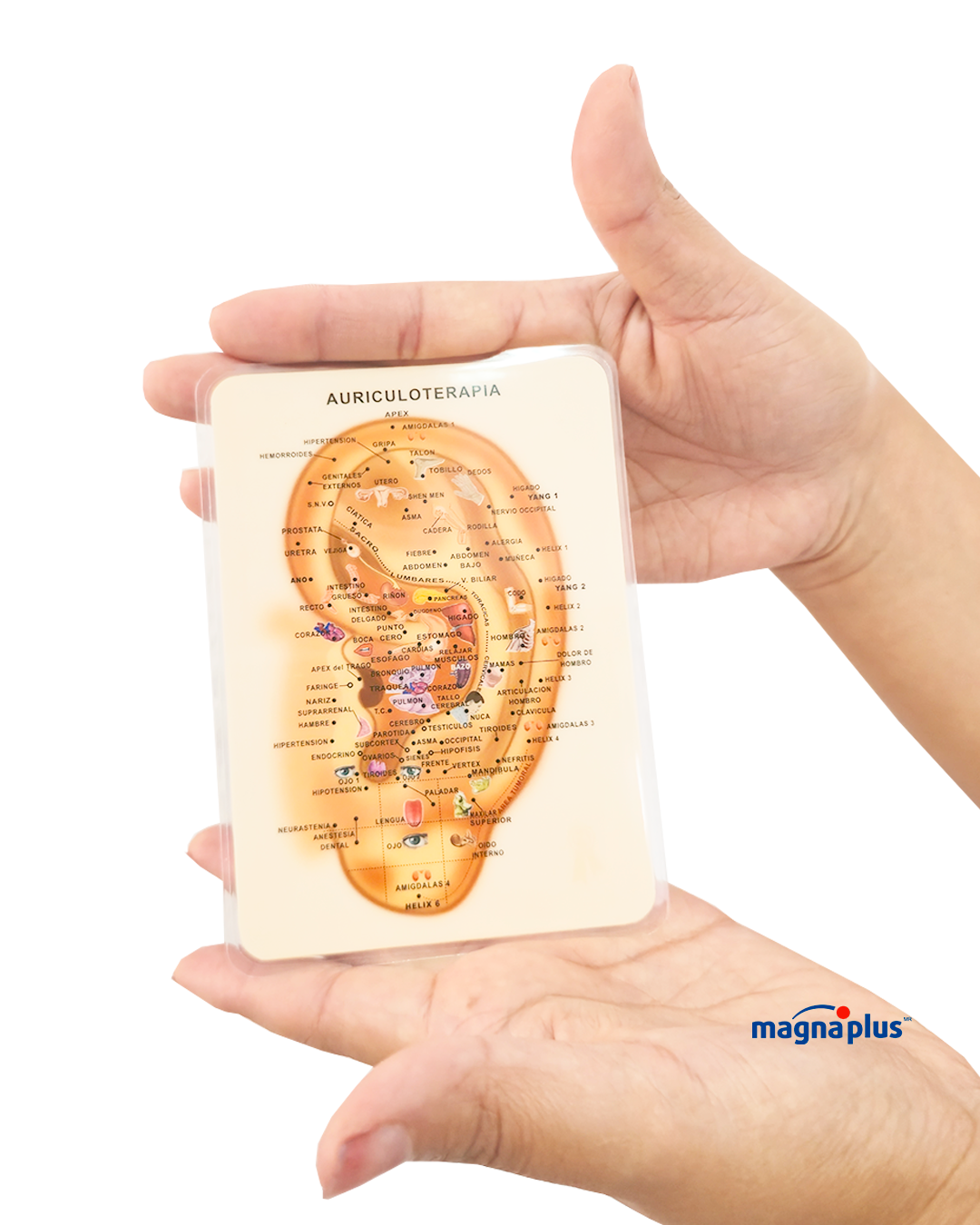 Oreja Tamaño Bolsillo