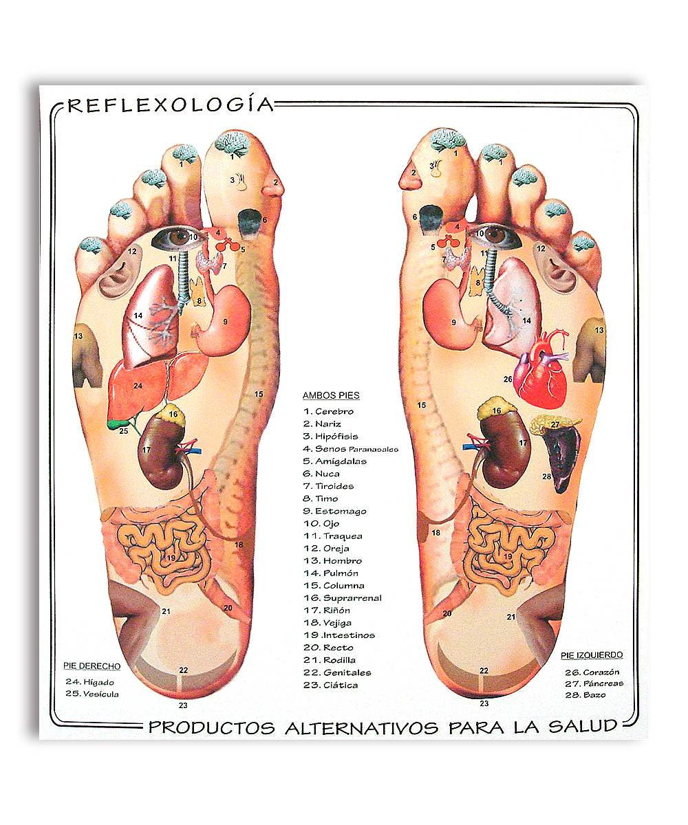 Pies Reflexologia Cerebro órganos Partes De Los Pies Reflexologia