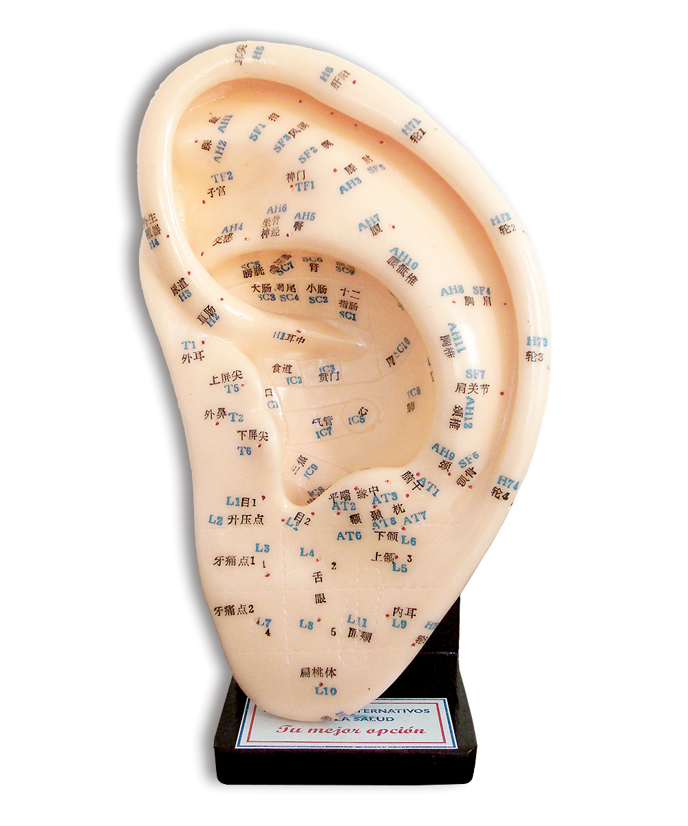 Modelo de Oreja 22cm. - Magnaplus