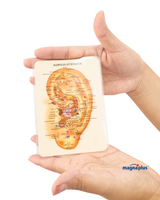 Oreja Tamaño Bolsillo