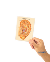 Oreja Tamaño Bolsillo